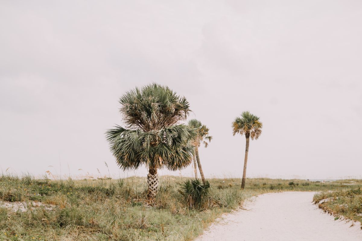 Why does my palm tree look dead, signs it is dying, can you save it?