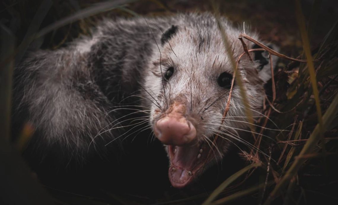 A closeup shot of a possum with its mouth open looking forward sitting behind the grass