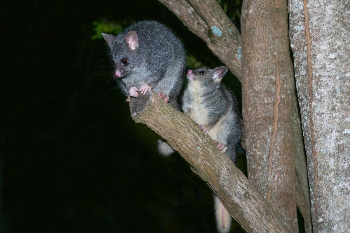 A young Common Brushtail Possum with its mother in a tree in Western Australia.