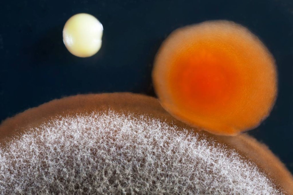 a closeup of a mold (Aspergillus niger) , and bacterial (Staphylococcus aureus) colony on an agar plate.