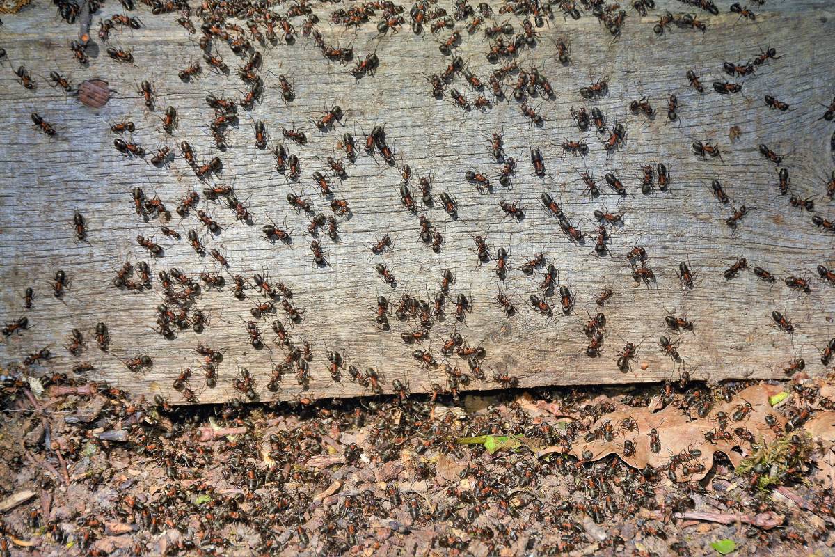 many ants on a board