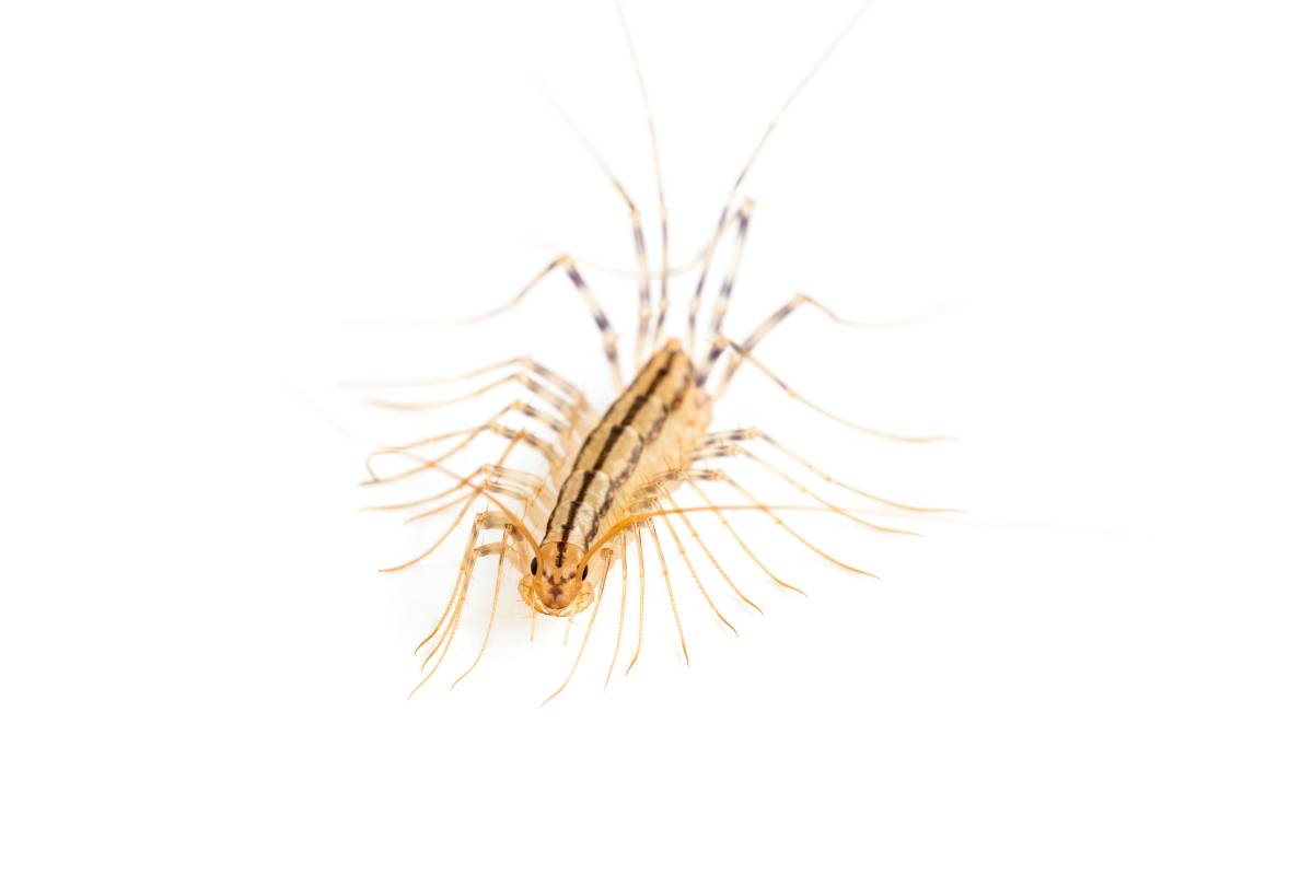 Yellowish-grey centipede, isolated on white