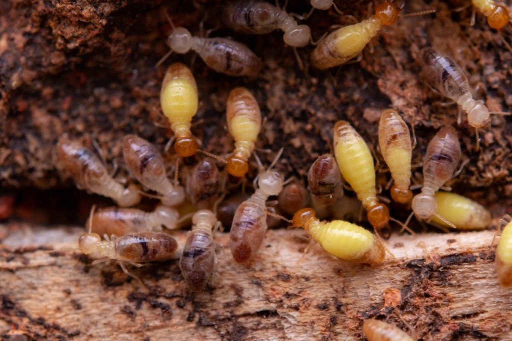 Termites eat wooden planks. Damage of a wooden house from termites