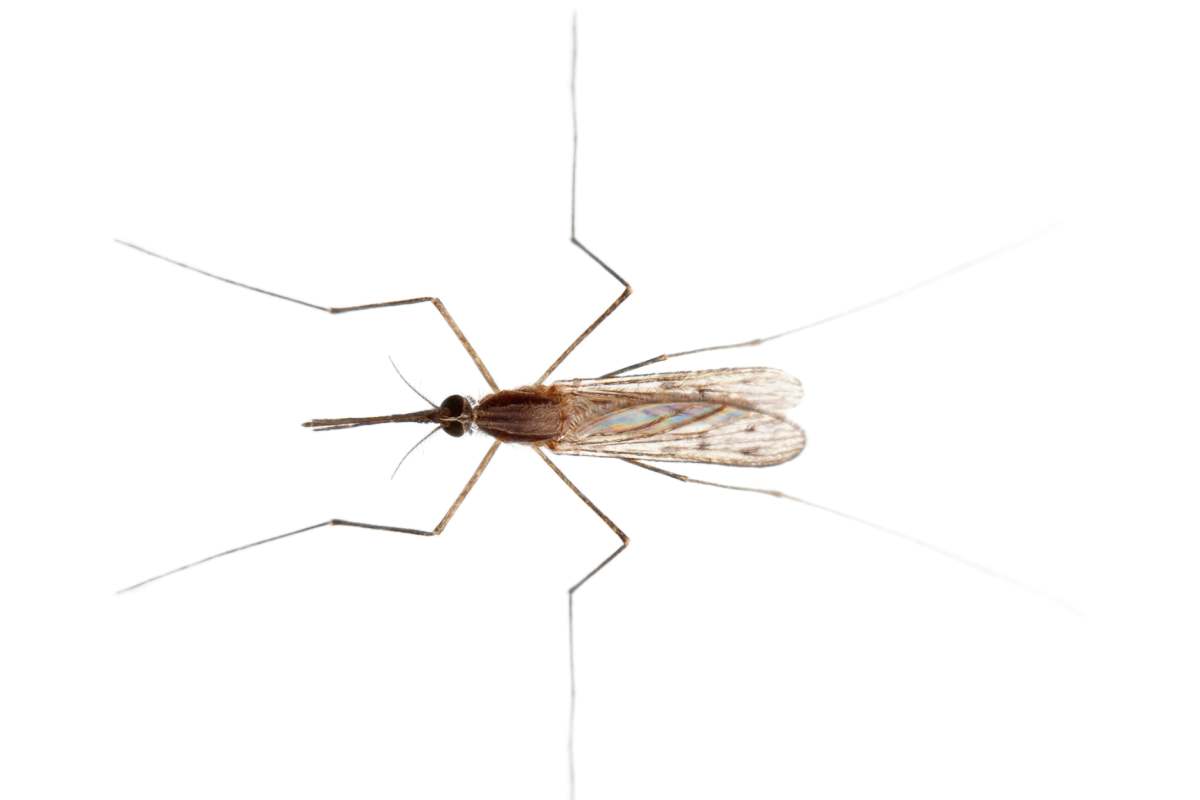 common gnat - Culex pipiens /// is a species of blood-feeding mosquito