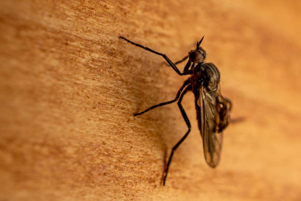 A macro shot of a stable fly on a wood surface