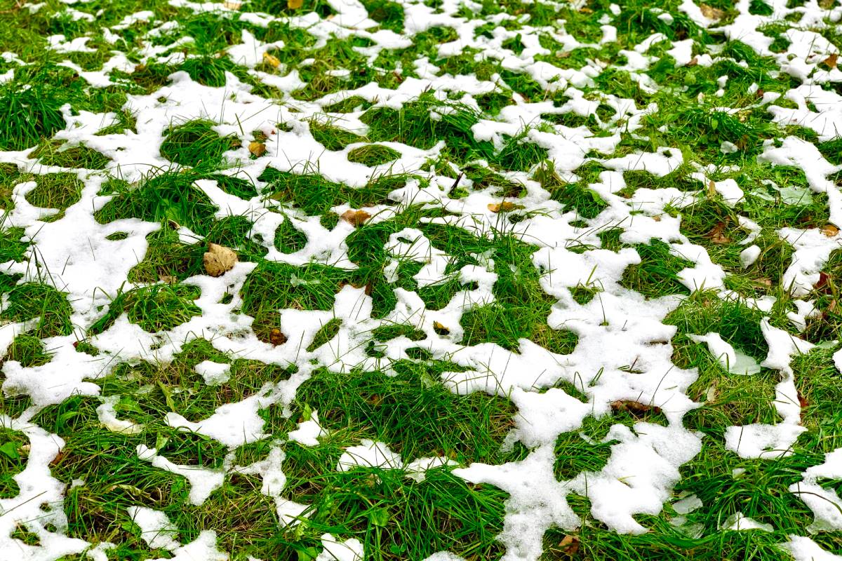 green-grass-on-lawn-covered-with-the-first-snow-f-2024-12-05-07-56-49-utc (1)