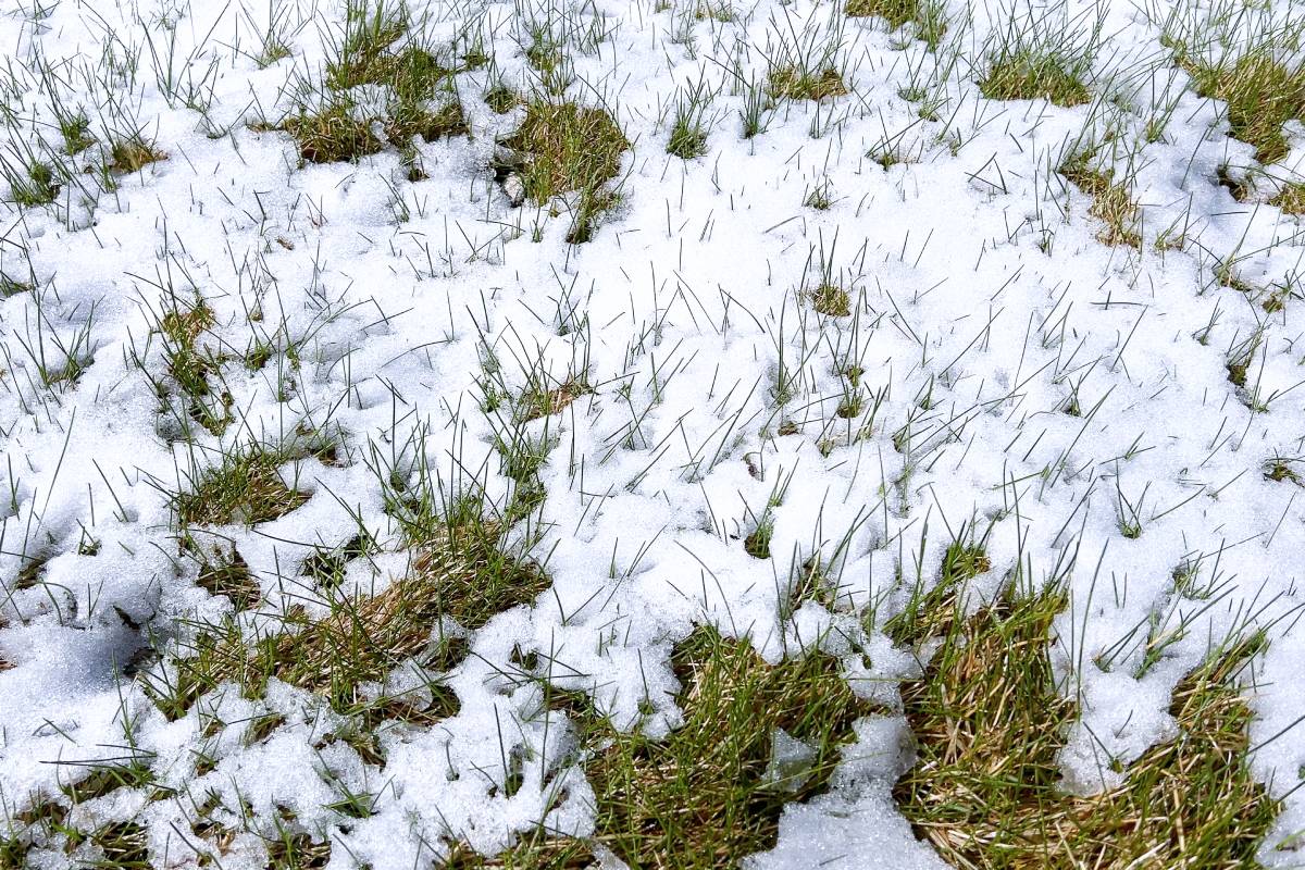 Spring Snowfall Blanketing a Lawn with Emerging Greenery
