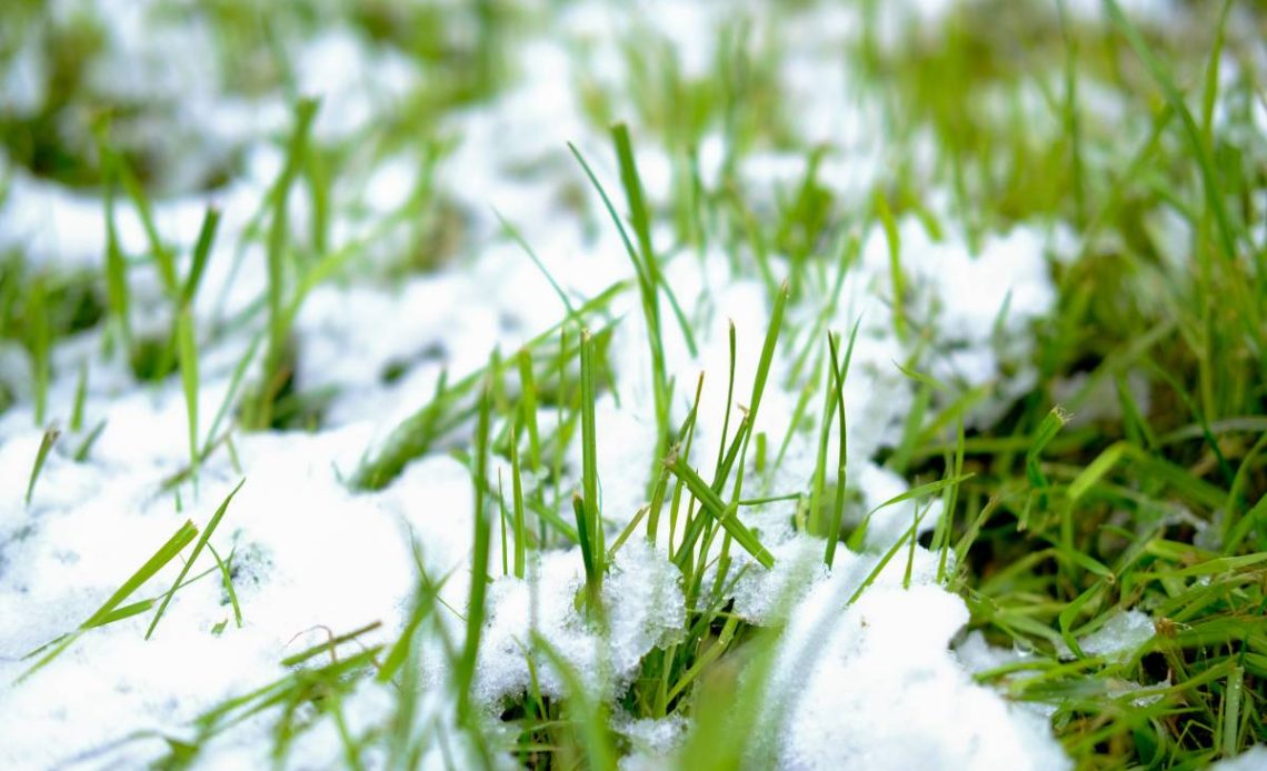 The first snow fell on the green lawn grass. Winter is approaching. Late autumn and first snow