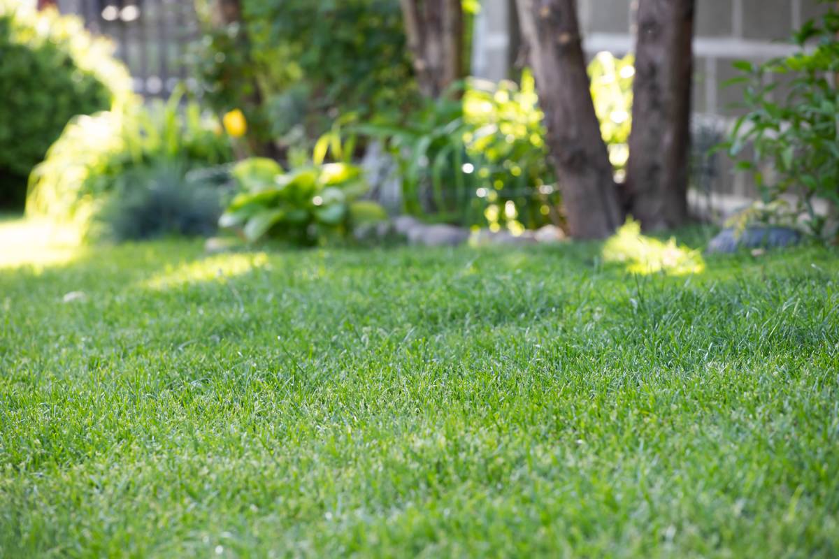 Ground level view of a well maintained and recently cut lawn seen within a large garden .