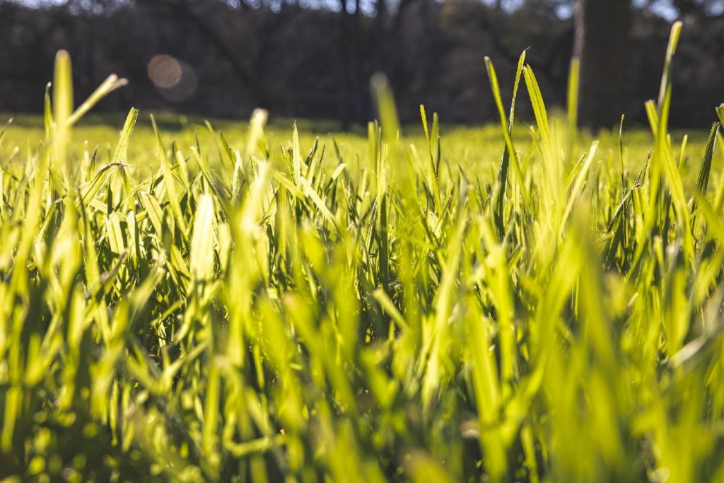 Close-up of lush green grass with a blurred foreground